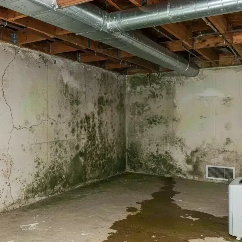 Professional Mold Removal in Massillon, OH